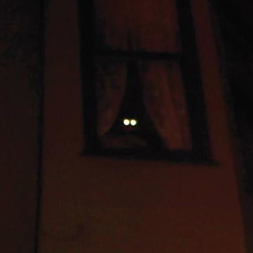 Thee Oh Sees – Festung 7"